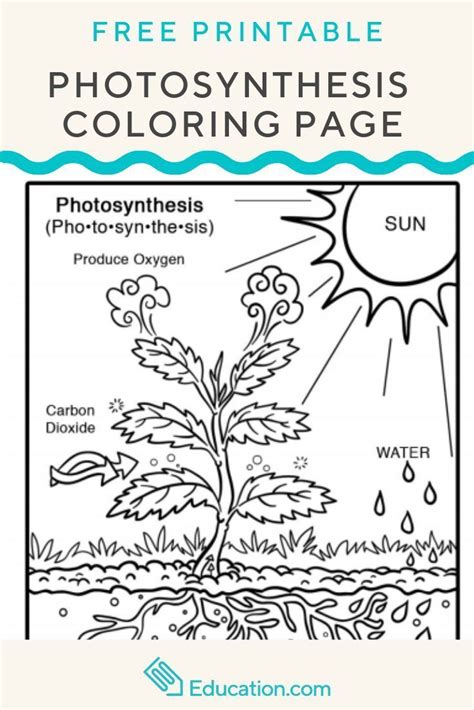 Photosynthesis Animation Student Worksheet