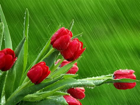 April Showers Flowers And Plants Wallpaper