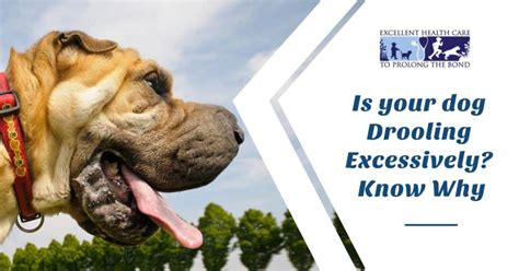 Is Your Dog Drooling Excessively Know Why Richmond Valley Veterinary