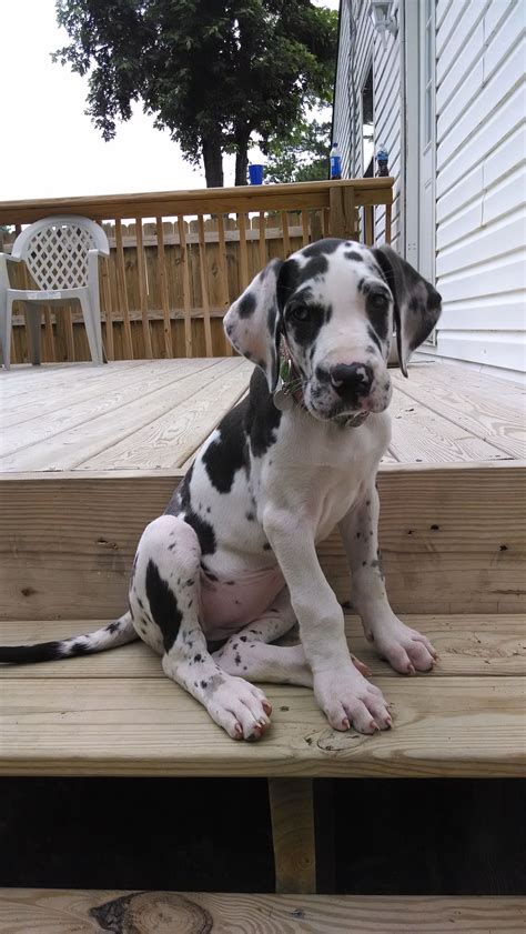 My New Harlequin Great Dane Puppy Sophie Great Dane Dogs Harlequin