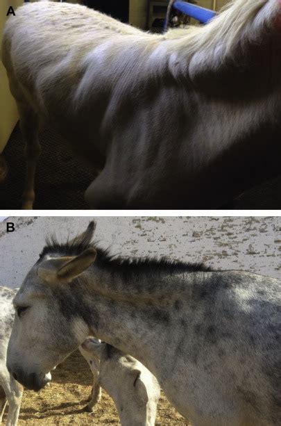 Metabolic And Endocrine Disorders In Donkeys Veterinary Clinics