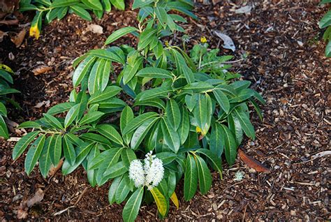 Prunus Laurocerasus Mt Vernon Landscape Plants Oregon State