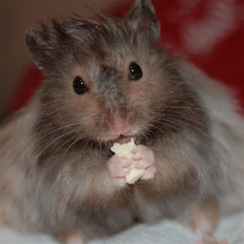 Can Hamsters Eat Cheese Petrapedia