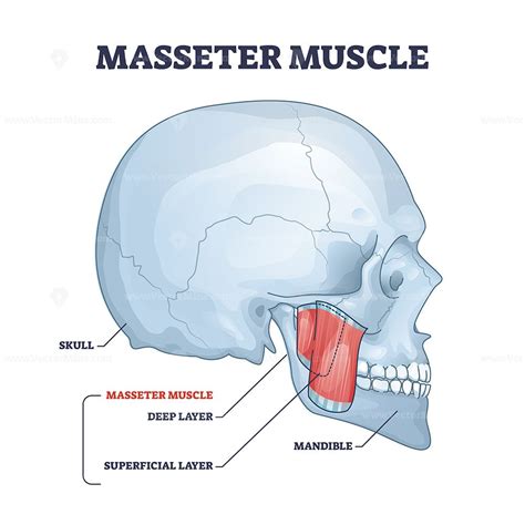 Masseter Muscle As Mastication Anatomical Muscular System Outline