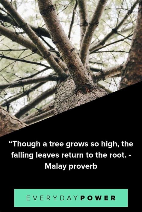 These Tree Quotes Will Make You Want To Plant Roots Daily