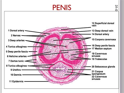 Histology Of Male Reproductive System