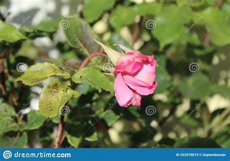 Blooming Bent Neck Pink Rose Stock Image Image Of Disease Beauty