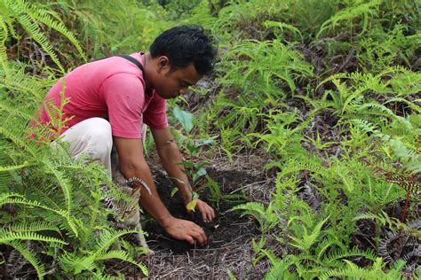 Reforestation Project In Central Kalimantan Indonesia Bifrost