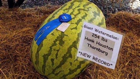 virginia man s 254 pound watermelon sets new state fair record fox news