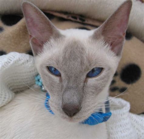 180 Best Images About Oriental Shorthair And Siamese On Pinterest