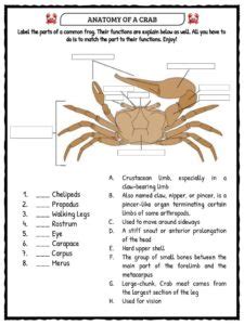 crab facts  worksheets  kids