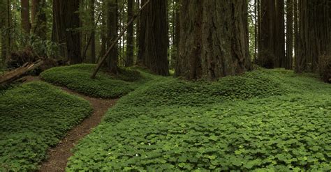 A Clover Covered Forest Floor From Redwoods National And State Parks