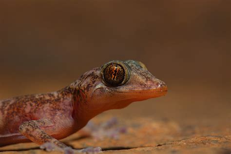 Indian Golden Gecko Eastern Ghats Conservation India