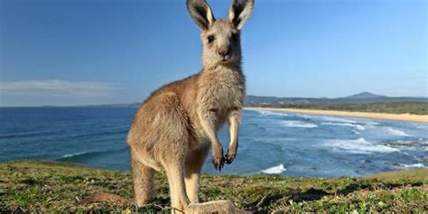 Australien, mit der hauptstadt canberra, ist umgeben vom pazifischen ozean und stellt dank seiner größe von 7.692.024 qkm einen eigenen kontinent dar. Australien streitet über „Kängutarier"