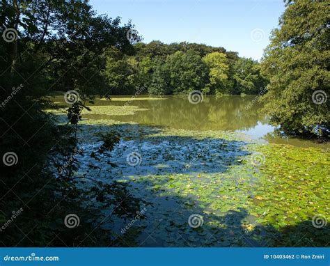 Beautiful Forest Green Lush Lake Background Stock Photo Image Of Fern