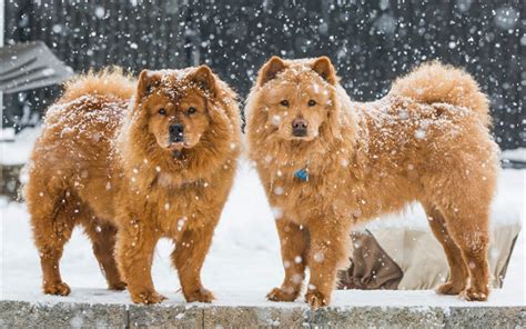 Download Wallpapers Chow Chow Two Dogs Fluffy Brown Dogs Winter