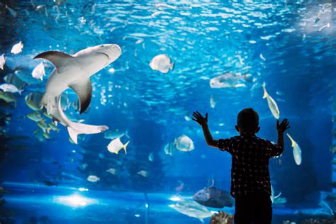 Spend A Day At Mississippi Aquarium Biloxi Beach Resort Rentals