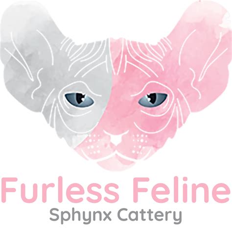 Sphynx Cat Texas Furless Feline Sphynx Cattery Adoptions