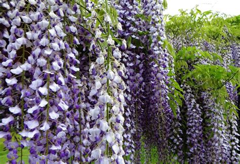 Purple Wisteria Flowers Bloom In May Stock Photo Image Of Decoration