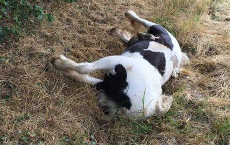 Piebald Pony Found Dumped On Golf Course With Ruptured Stomach Horse