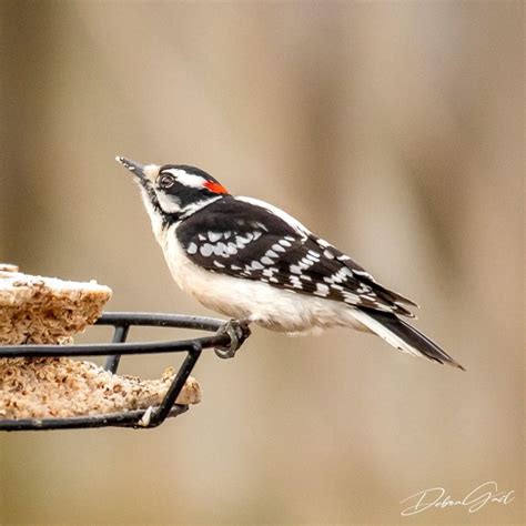 5 Midwest Birds To Get To Know Debra Gail Photography
