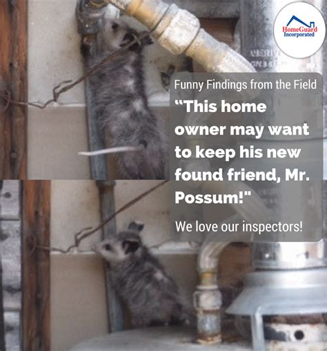 Our local christchurch pest controllers can install metal spikes to be used to deter birds from your property in christchurch. You better take caution if you run into a possum, or ...