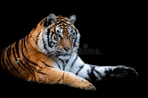 Tiger With A Black Background Stock Photo Image Of Orange Graphic