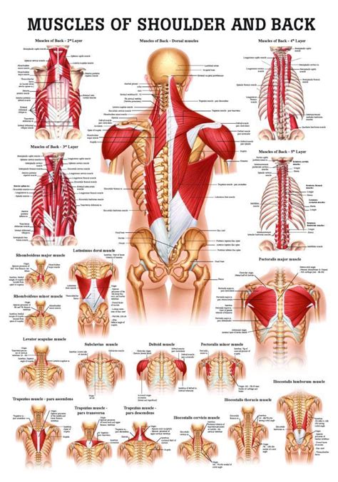 Muscles Of The Shoulder And Back Laminated Anatomy Chart Medical Anatomy Yoga Anatomy Muscle