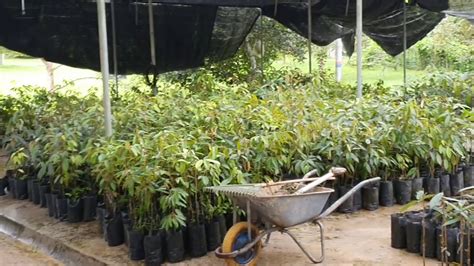 Jenis pohon durian bisa di lihat daunnya, isi video ini adalah belajar mengenali daun durian, kelihatannya hampir sama Benih Durian terbaik di Malaysia - YouTube