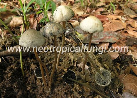 Panaeolus Cyanescens Neotropical Fungi