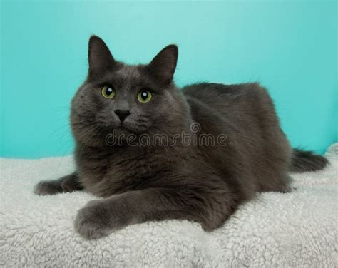 Grey Fluffy Cat With Green Eyes Lying Down Looking Up Stock Photo