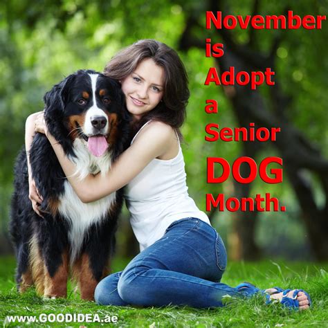 November Is Adopt A Senior Dog Month Share Photos Of Your Senior Dog