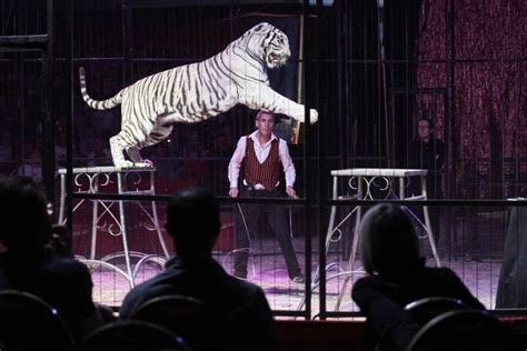 Les Animaux De Cirque Restent Autorisés à Paris Pour Linstant