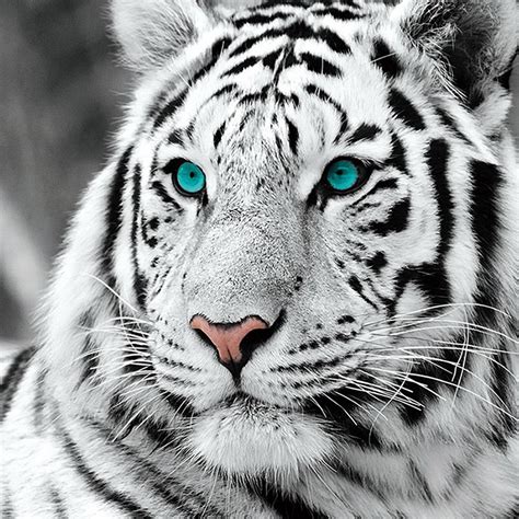 Картинки белые тигры 100 фото Прикольные картинки и позитив