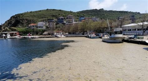 Müsilaj, biyolojik ve kimyasal birçok koşulun bir araya gelmesiyle oluşuyor. Deniz salyası canlıları yok ediyor