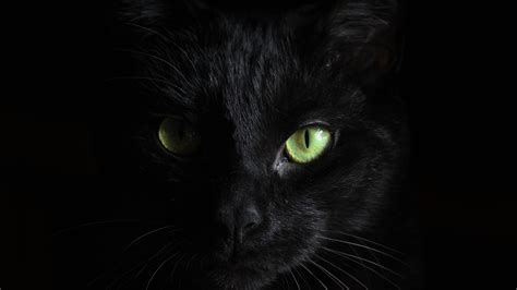 Black Cat 5k With Dark Background Wallpapers Hd Wallpapers Id 30733