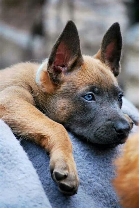 Known for their unending loyalty and devotion, the malinois is a highly trainable, protective, and focused breed that thrives off of the bonds created with their human belgian sheepdog. Belgium Malinois Puppy (With images) | Malinois dog ...