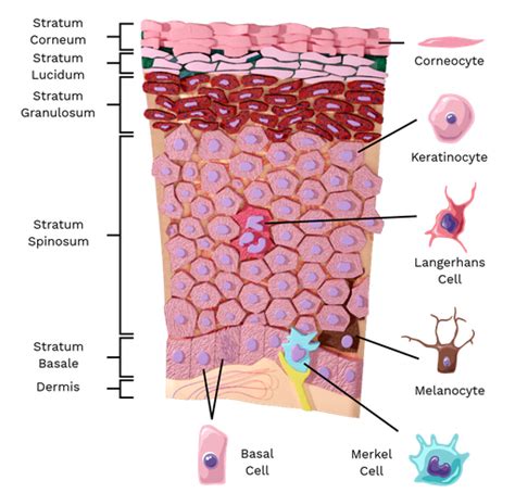 Human Skin Cell Epidermis Anatomy Parts Of The Body Transparent Images