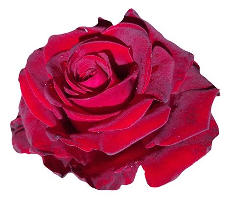 Red rose flower red flower vine red and white rose flower watercolor flower red red flower vintage women day red rose flower seed mat flower border red. Red Rose Flower PNG Transparent Image - PngPix