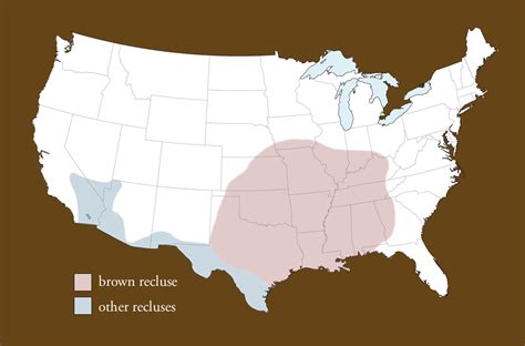 Brown Recluse Spider Habitat Map Therescipes Info