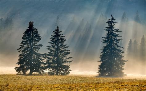 Photography Nature Landscape Pine Trees Morning