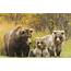 Wallpaper Three Bears Grizzly Family 1920x1200 HD Picture Image