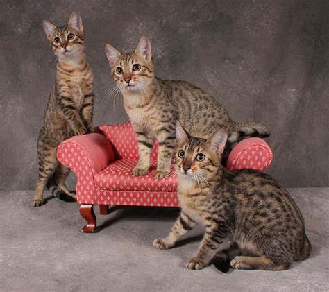 Browse photos and descriptions of 1000 of arizona cats for sale in arizona of many breeds available right now! exotic serval, savannah, caracal, and bengal kittens ...