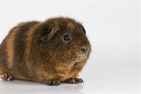 The Ultimate Guide To The Rex Guinea Pig Littlefurrypets