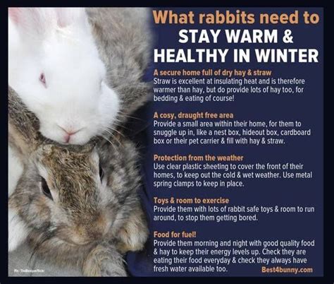 How To Keep Your Rabbit Warm And Healthy In Winter Best 4 Bunny