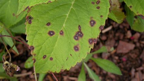 Fungal Leaf Spots On Shrubs University Of Maryland Extension