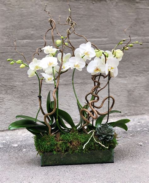 Aranjament Floral Cu Orhidee In Ghiveci Imod Flowers