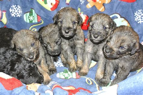 French Valley Ranchs Giant Schnoodles And Miniature Schnauzers We