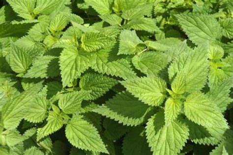 8 Health Benefits Of Stinging Nettle Alingatong