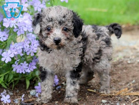 Magic Poodle Toy Puppy For Sale Keystone Puppies